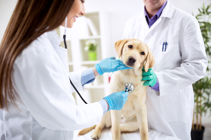vet-exam-dog